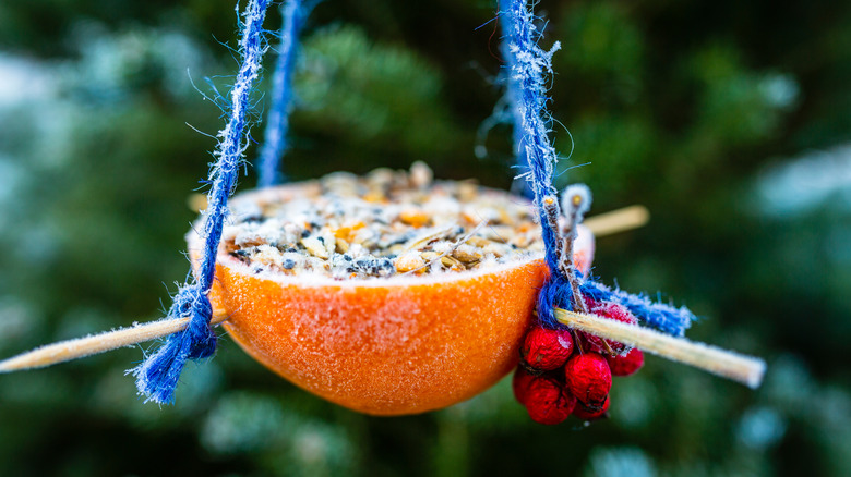 orange as a bird feeder