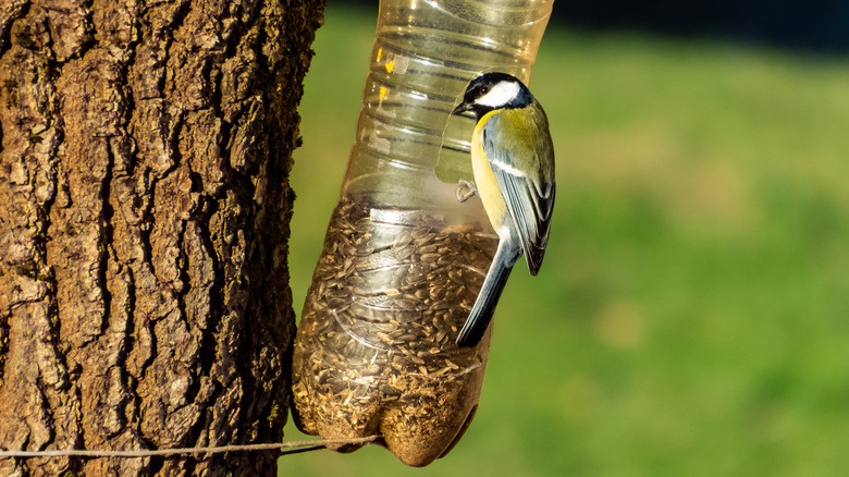 plastic bottle as bird feeder