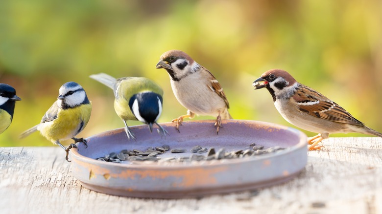 clay bowl bird feeder