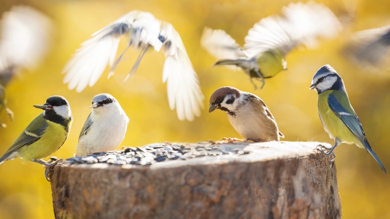 birds feeding by a tree