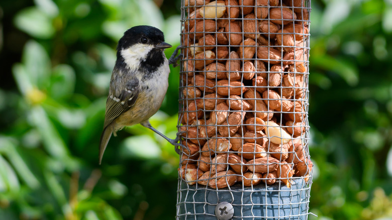 bird resting at feeder