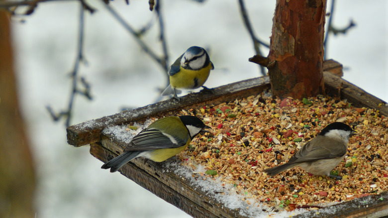 birds feeding on wooden tray