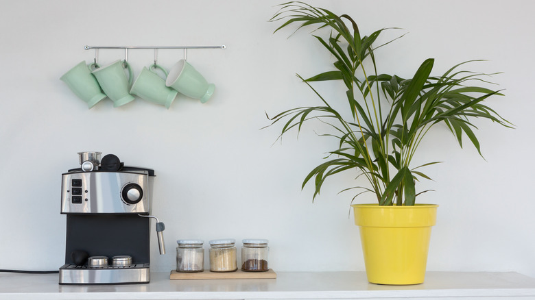 green mugs hanging on wall