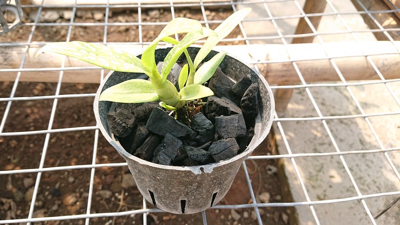 Charcoal in pot with orchid