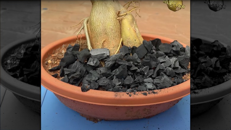 charcoal as mulch replacement