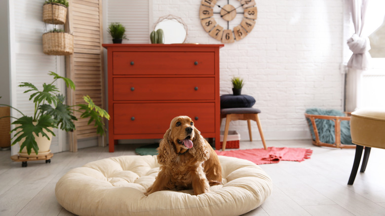 brown dog on large cushion