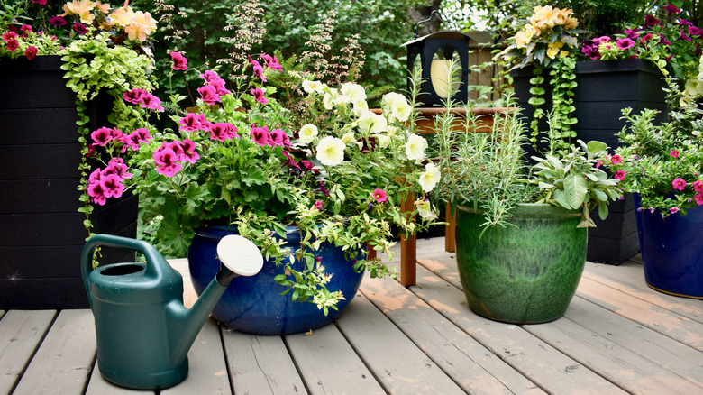 planter plants with watering can