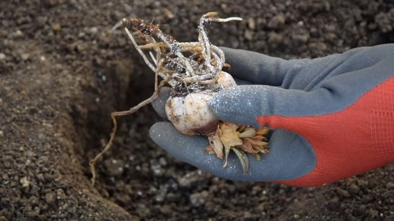 Holding baby powdered covered bulb