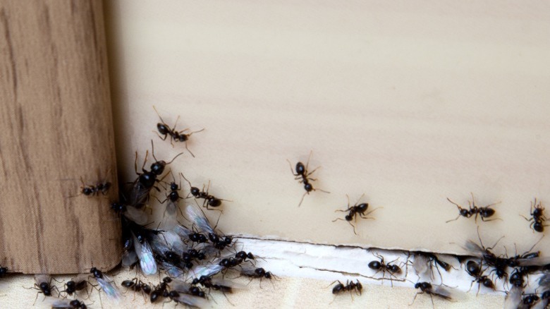 Ants on floor near powder