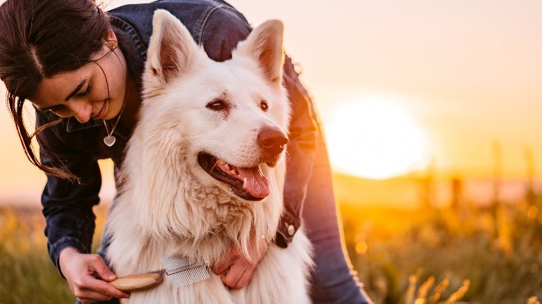 Woman grooming dog at sunset