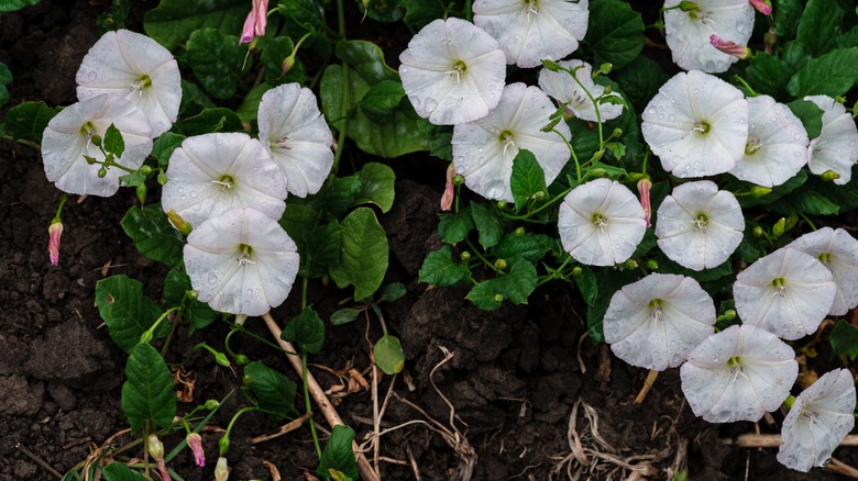 Bindweed white flowers with foliage