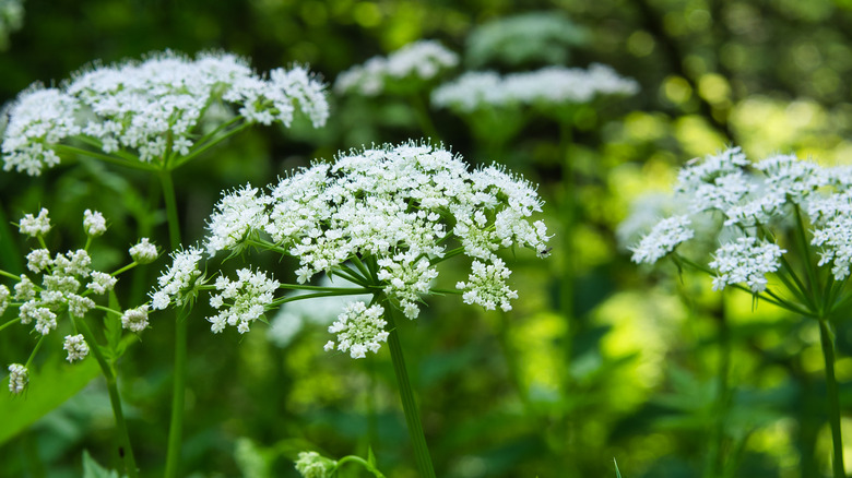 White Bishop's Weed flowers in shaded garden