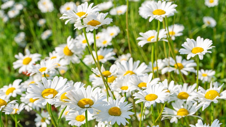 Daisy flowers with green foliage