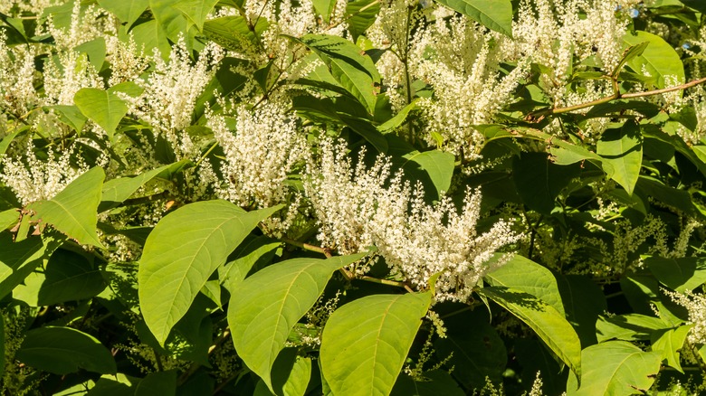 Japanese Knotweed