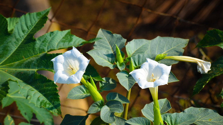 Jimson Weed flowers