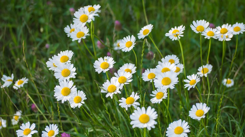 Yellow and White Mayweed blooming