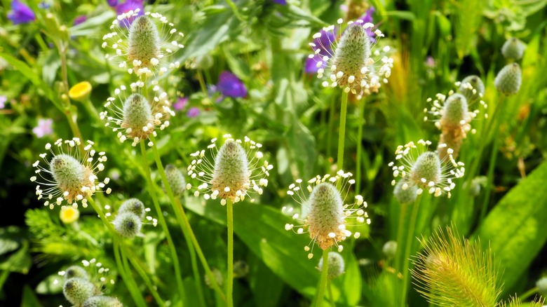 White Narrow-Leaf Plantain spikes