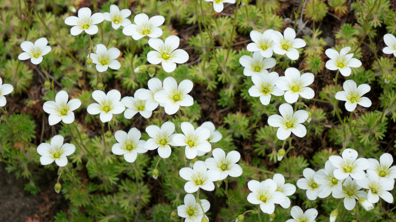 White and yellow Pearlwort flowers