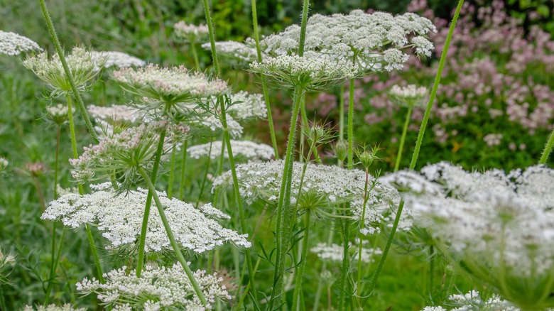 Queen Anne's Lace