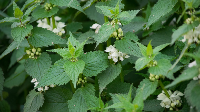 nettle and white flowers