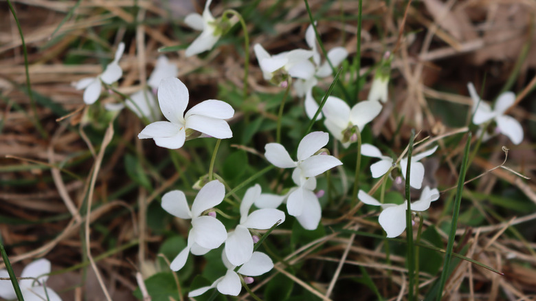 White Violet flowers and straw