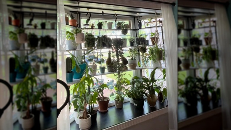 Lots of houseplants hanging and on shelves in bay window