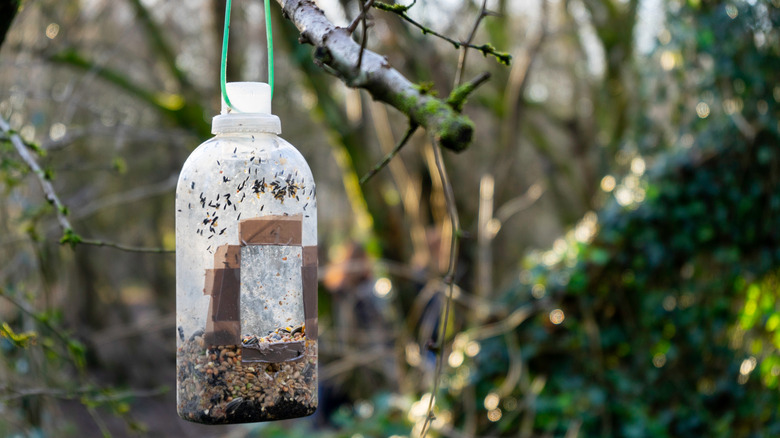 detergent bottle bird feeder