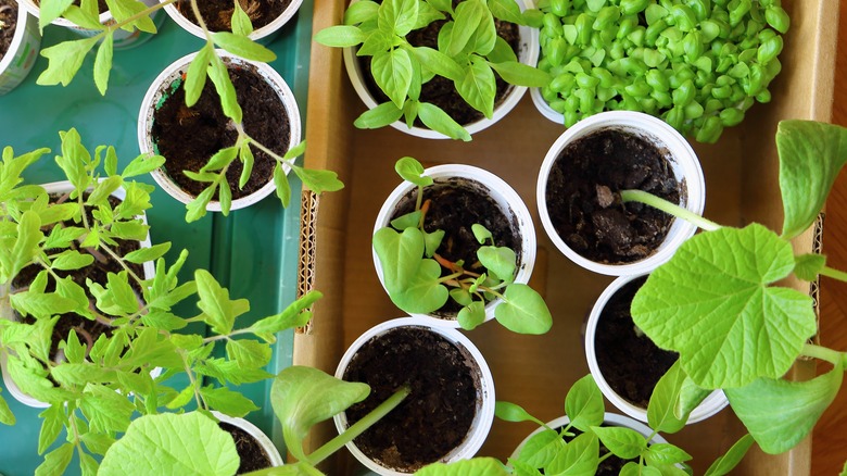 plants in small plastic containers