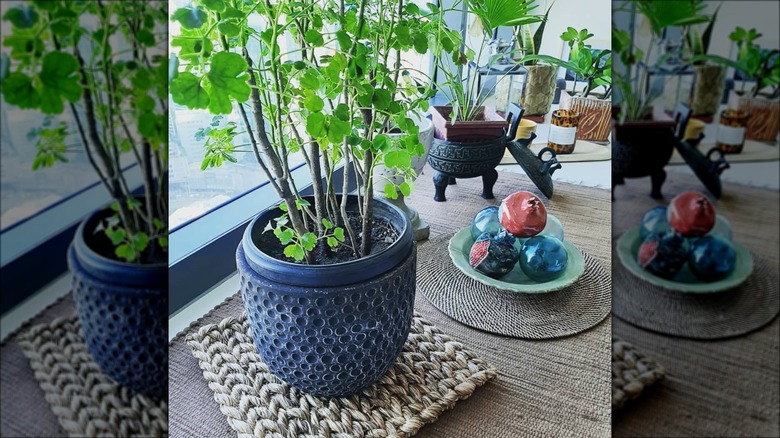 woven placemats under houseplants