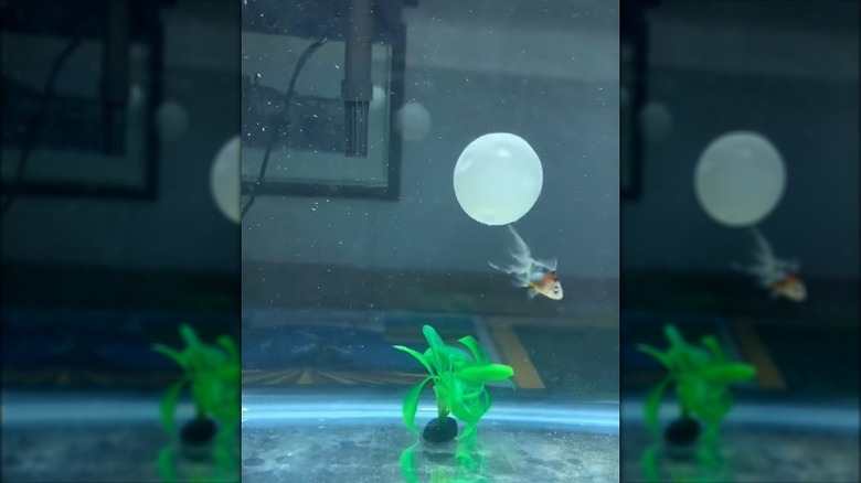 Ping pong ball in a fish tank