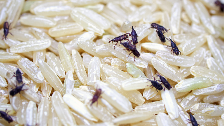 weevils crawling on rice
