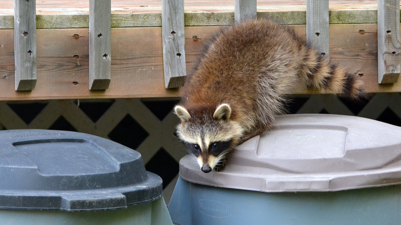 raccoon climbing on trash cans