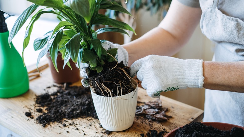 person with gloves repotting houseplant
