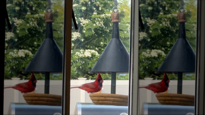 cardinal sitting on funnel bird feeder