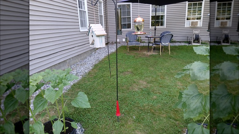 funnel on bottom of hummingbird feeder