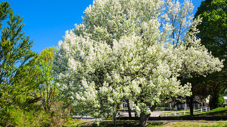 flowering calllery pear