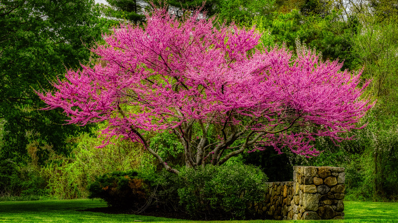 flowering eastern redbud