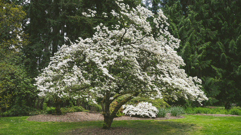 flowering dogwood with white flowers