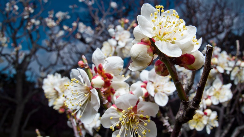 white plum blooms