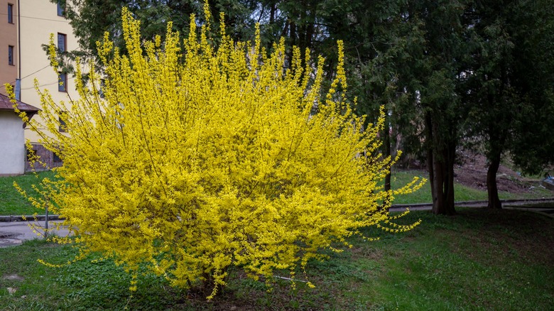 forsythia with yellow flowers