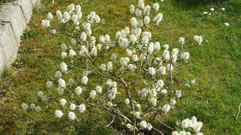 fothergilla with white clusters