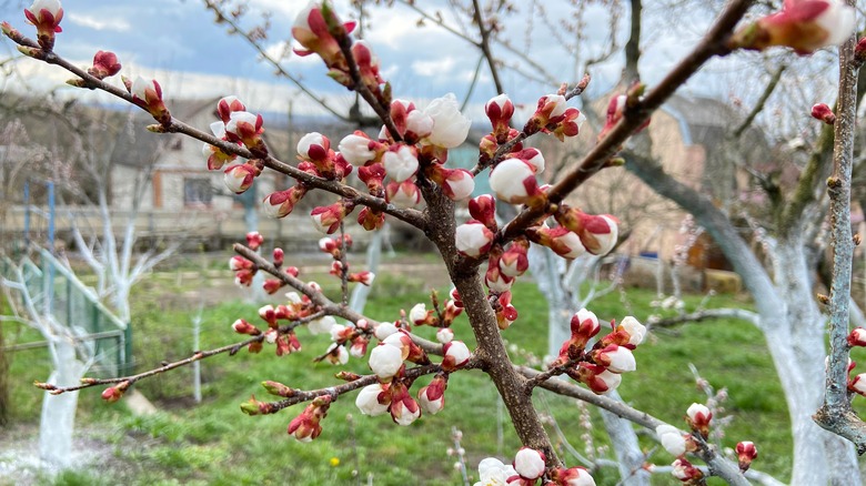 apricot flowers in spring