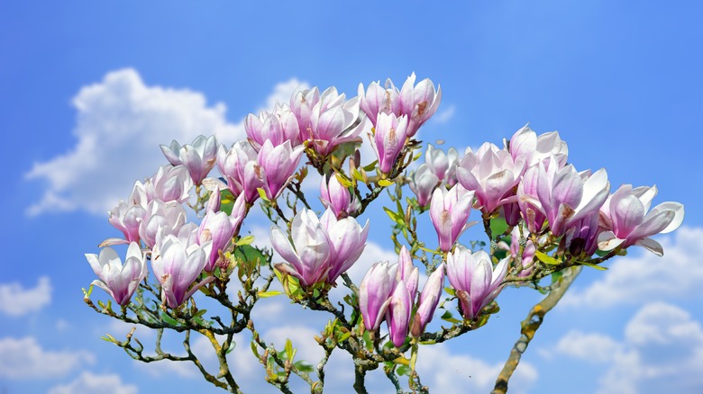 blooming saucer magnolia 