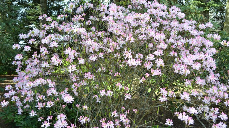 flowering pinkshell azalea