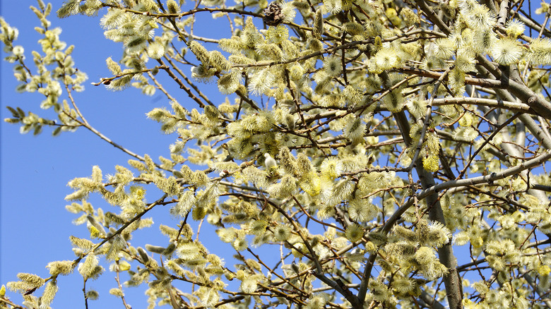 pussy willow tree with catkins