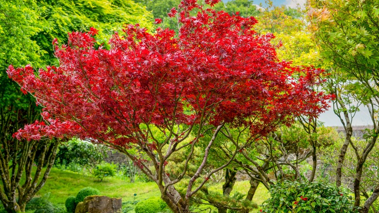 red maple tree