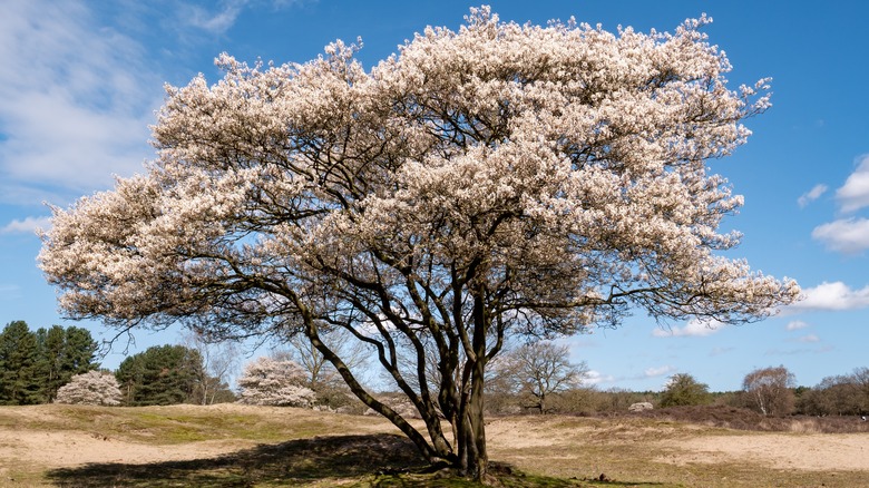 serviceberry tree