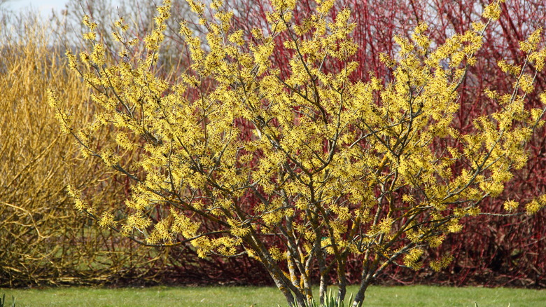 flowering witch hazel