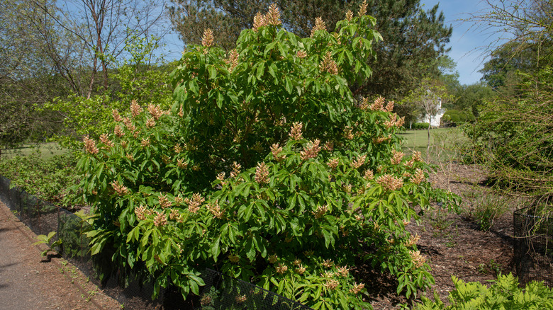 young yellow buckeye tree