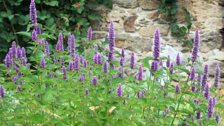 anise hyssop with purple flowers